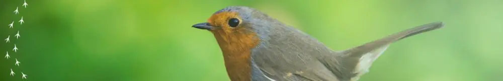 Bird Shop Bird Shop