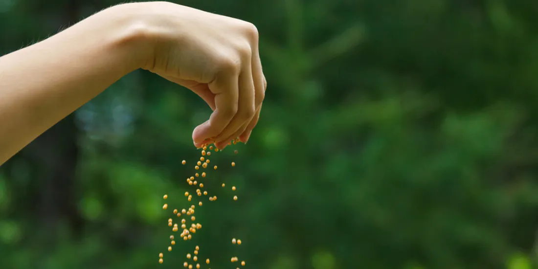 Can you just throw wildflower seeds?