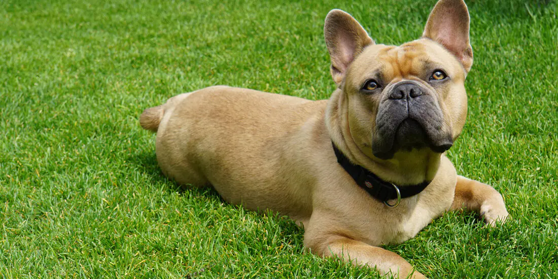 How to protect your grass from dog urine featured image