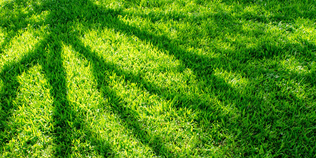 Choosing the best shade grass seed featured image