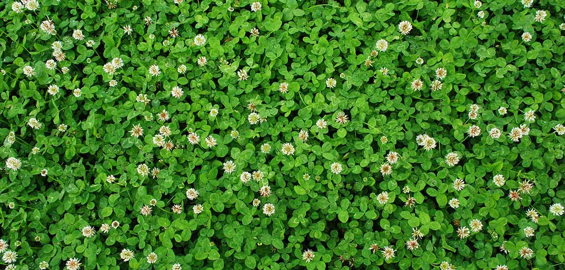 How to sow 100% Micro Clover Seed
