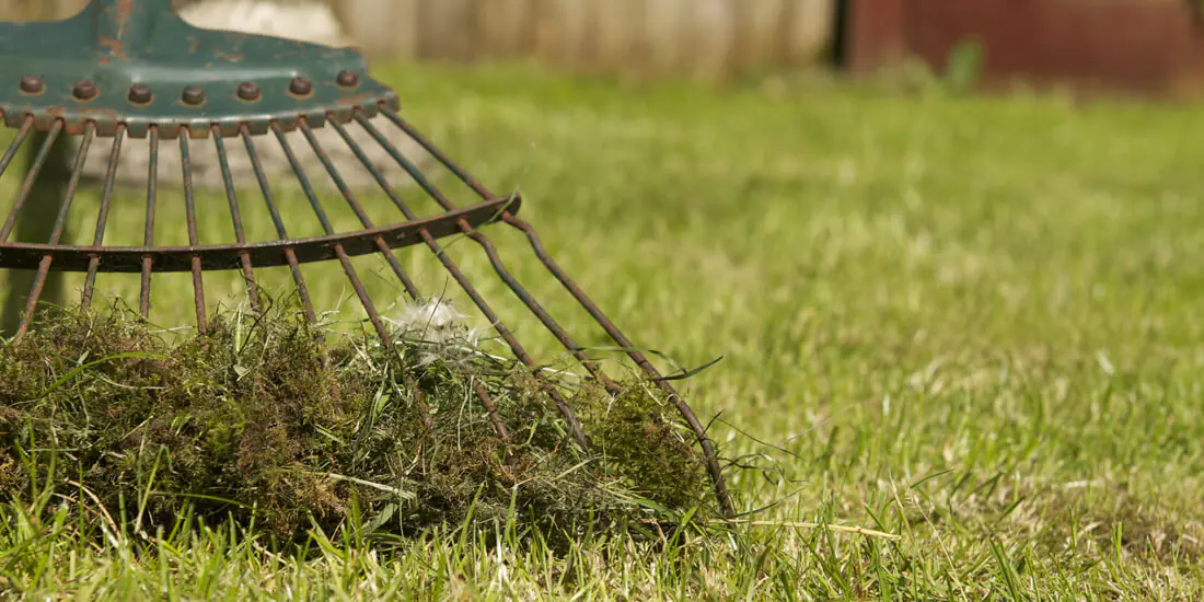 How to tackle moss in your lawn