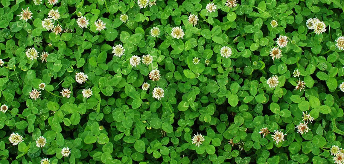 Clover All Over – 100% Micro Clover Seed FAQs