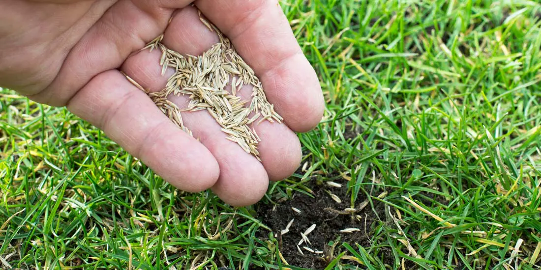 Why should I overseed my lawn?