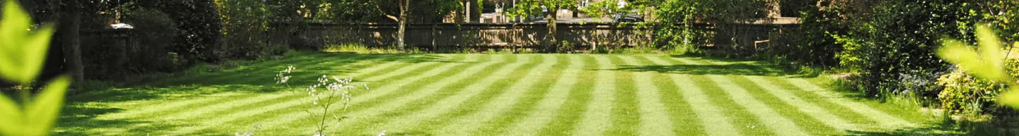 Grass Seed
