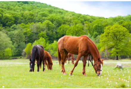 Equestrian Grass Seed