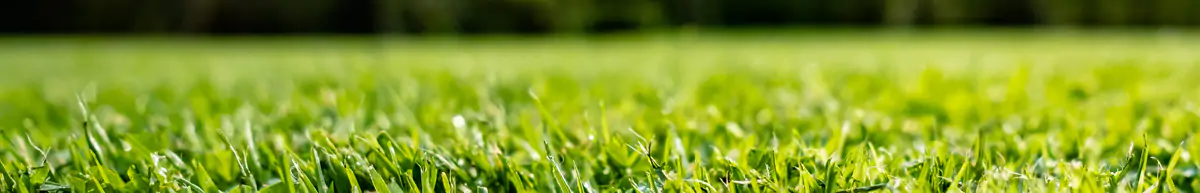 Grass Seed Online Grass Seed Online