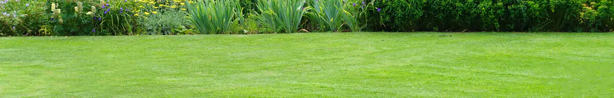 Home Grass Seed Home Grass Seed