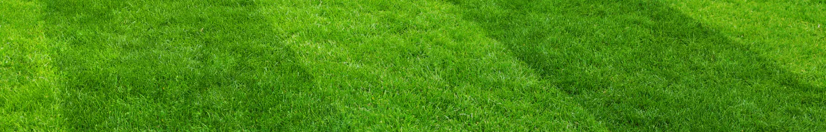 Lawn Tools Lawn Tools