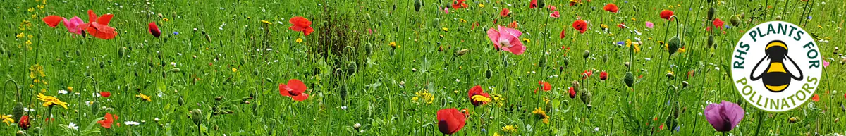 Wildflower Seed Wildflower Seed