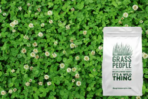 Clover All Over