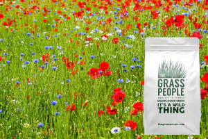Annuals Mix Wildflowers