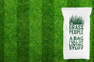 STATEMENT: Front Lawn